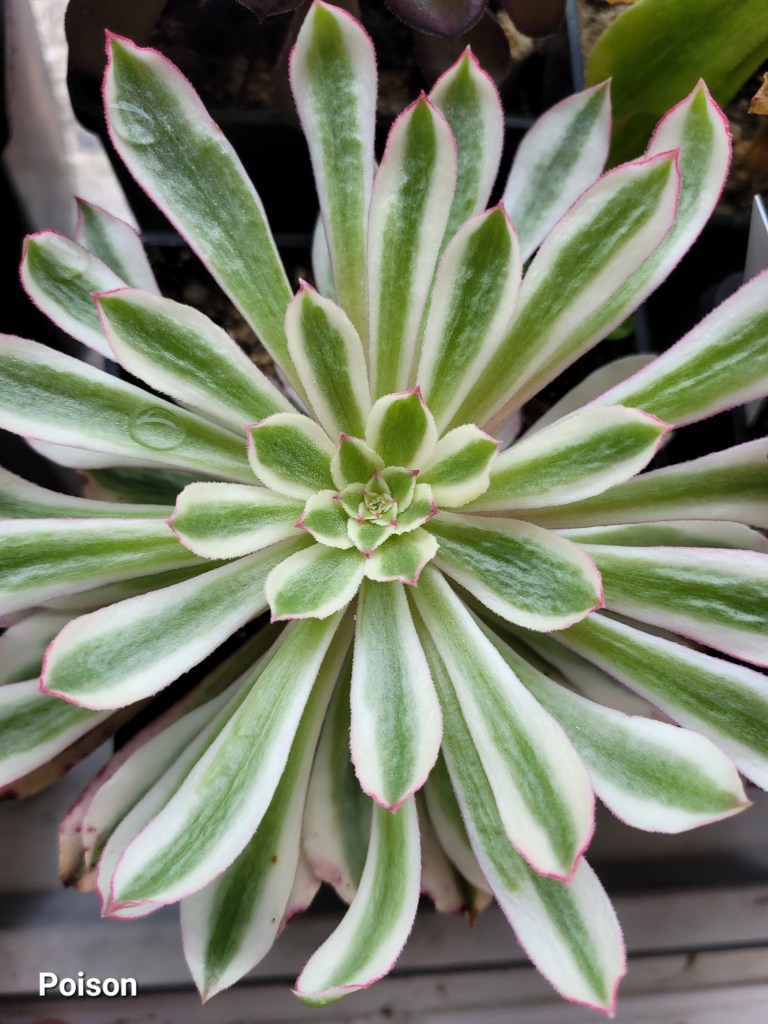 Aeonium Poison