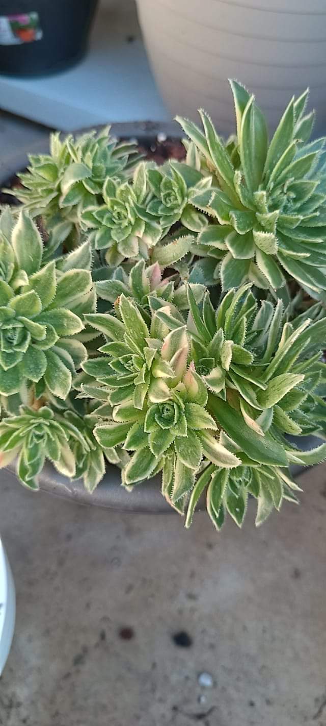 Aeonium x hybridum variegata