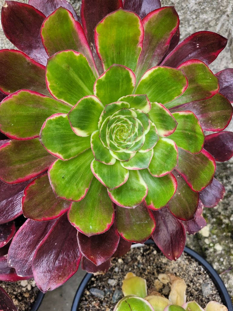 Aeonium Voodoo Green