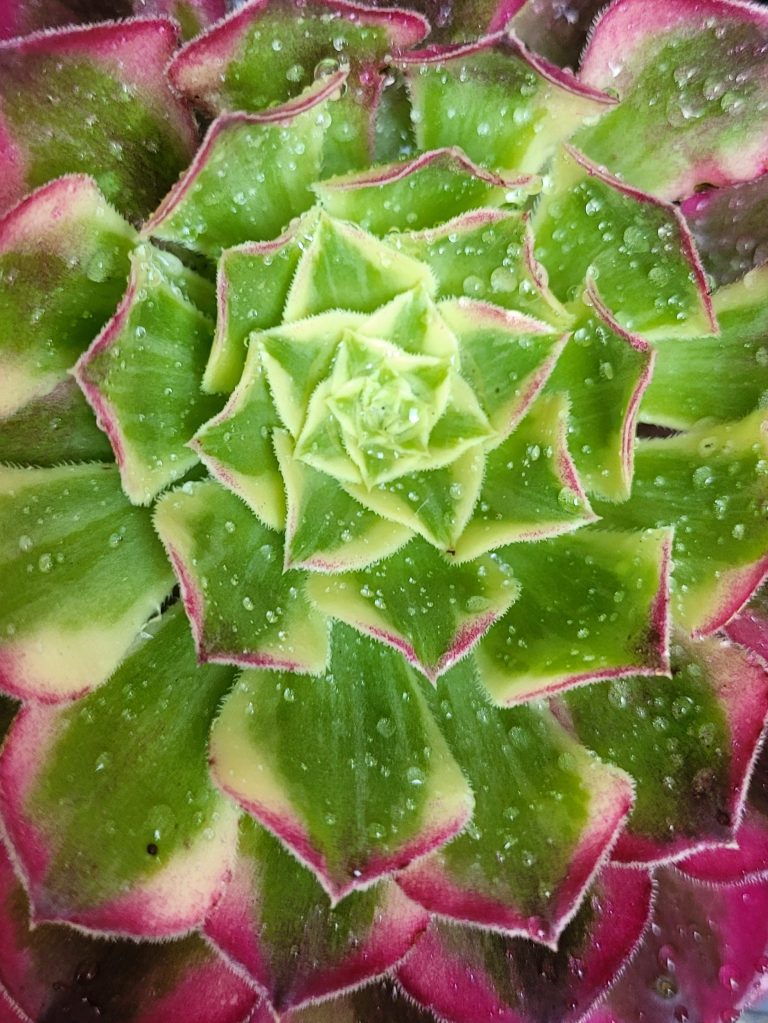 Aeonium Tianhe