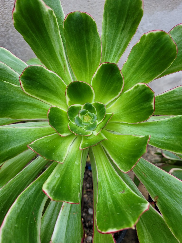 Aeonium Voodoo Green