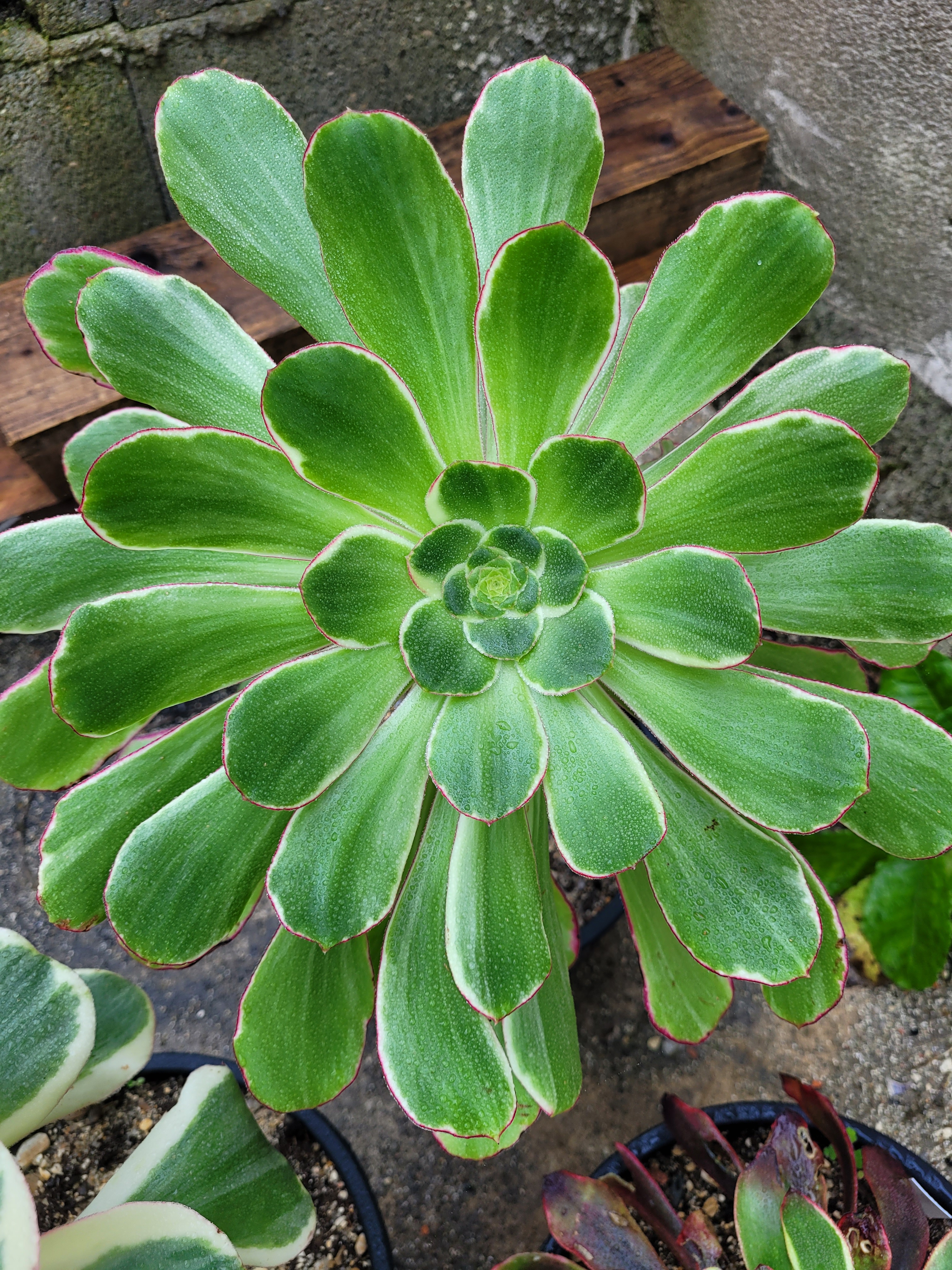 Aeonium &lsquo;Voodoo Green&rsquo;