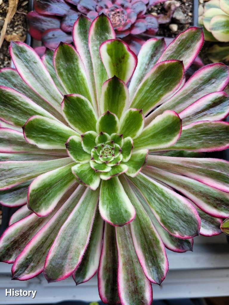 Aeonium History
