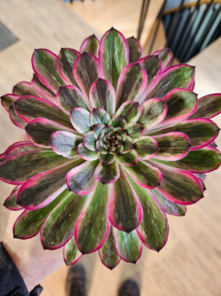 Aeonium History