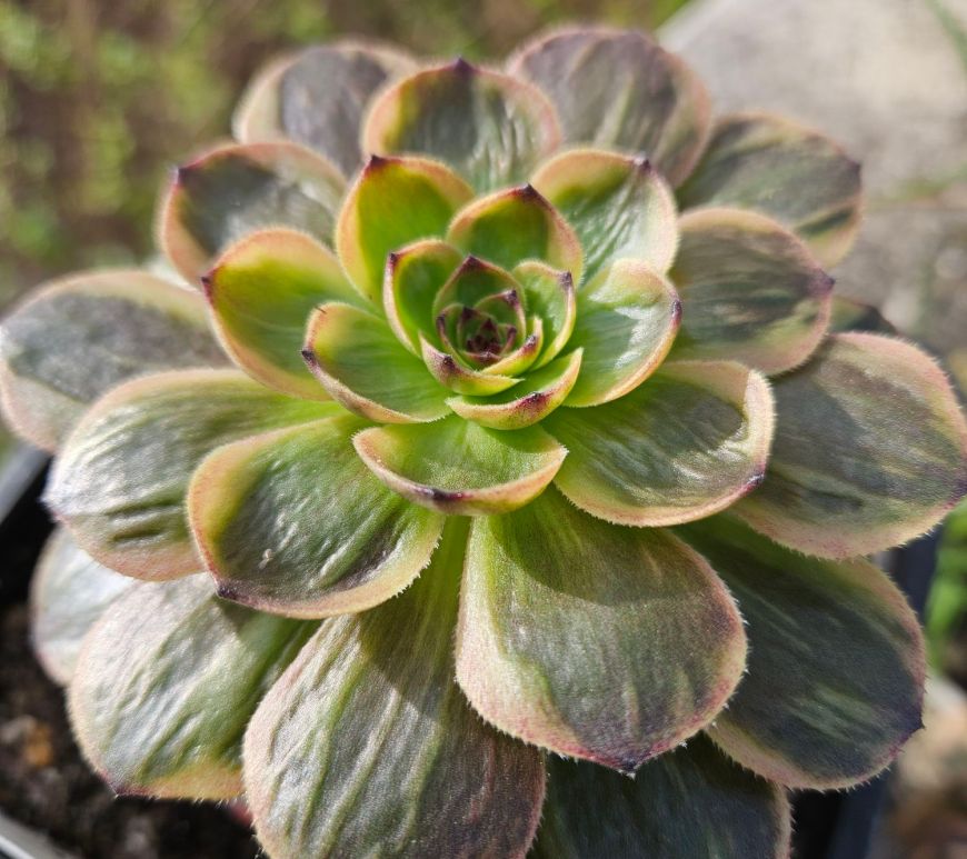 Aeonium Halloween Superbang