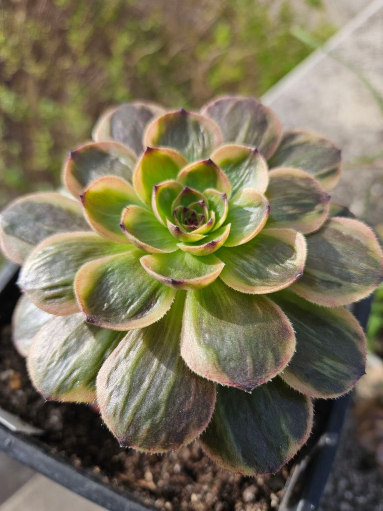 Aeonium Halloween Superbang