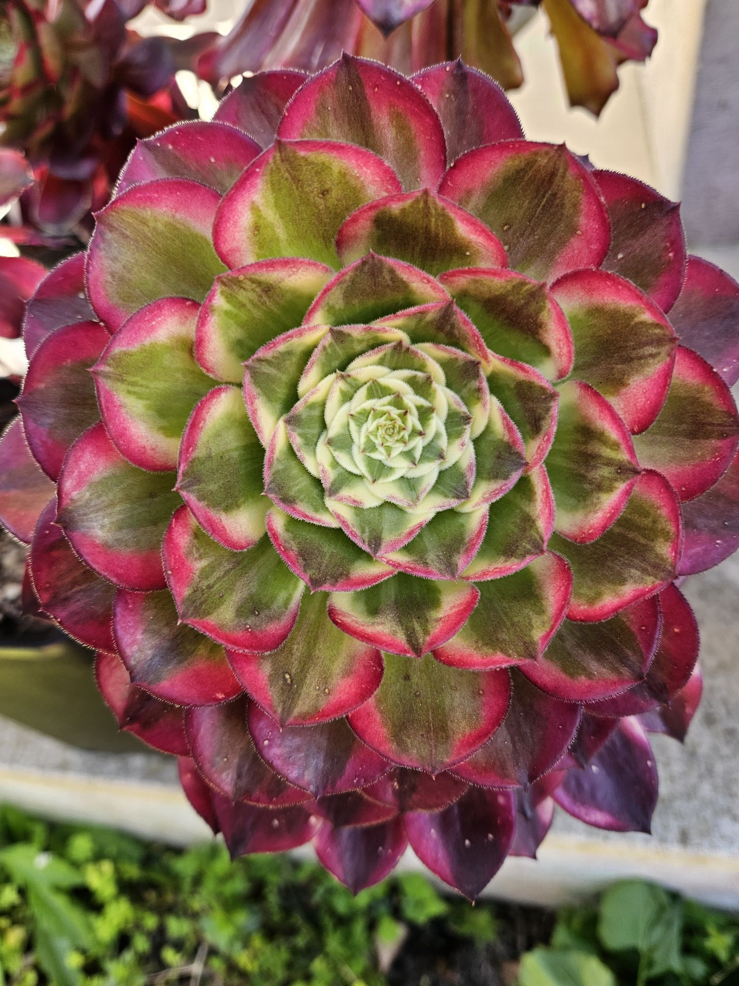 Aeonium &lsquo;Tianhe&rsquo;