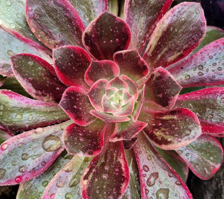 Aeonium Pink Fairy