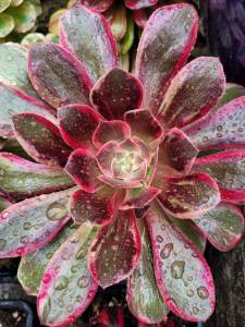 Aeonium Pink Fairy