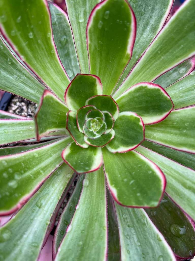 Aeonium Voodoo Green