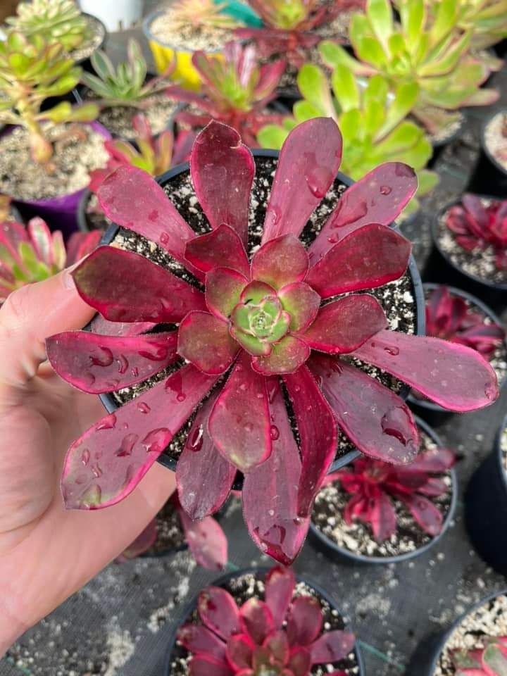 Aeonium Voodoo Green