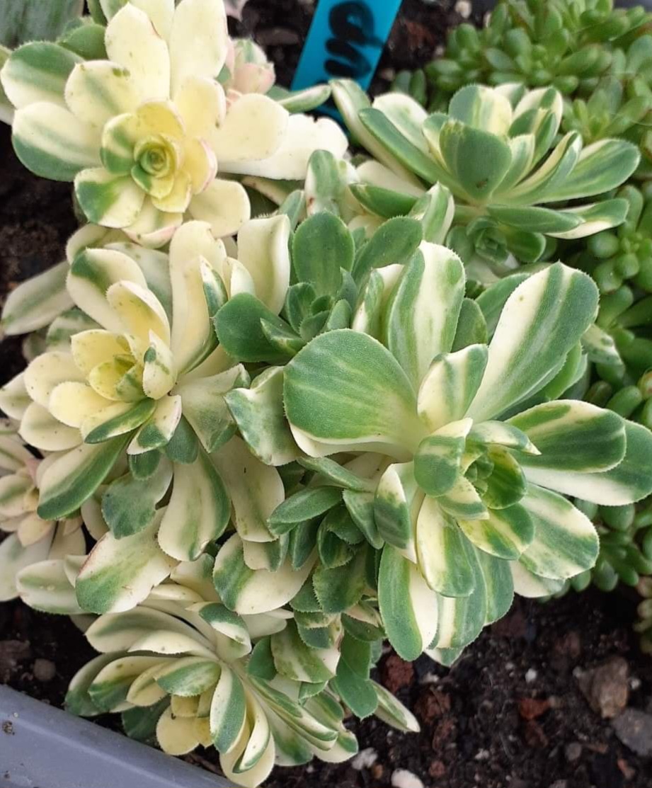 Aeonium &lsquo;Suncup&rsquo;