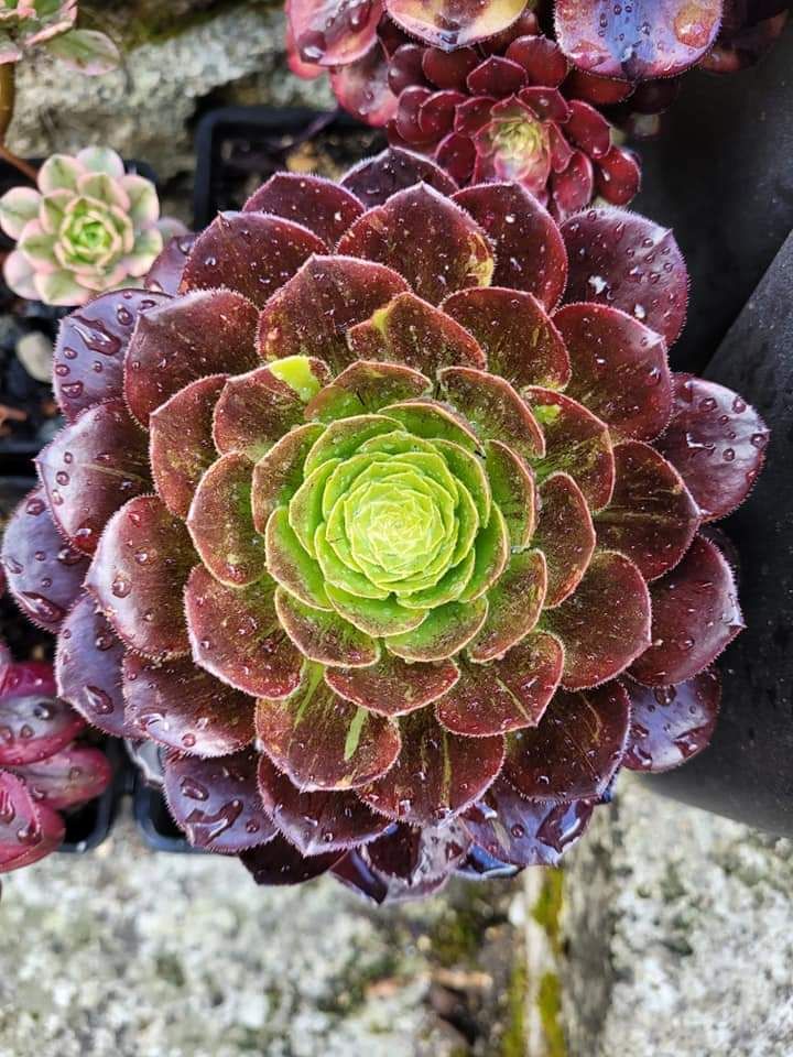 Aeonium 'Fiesta Bigbang'