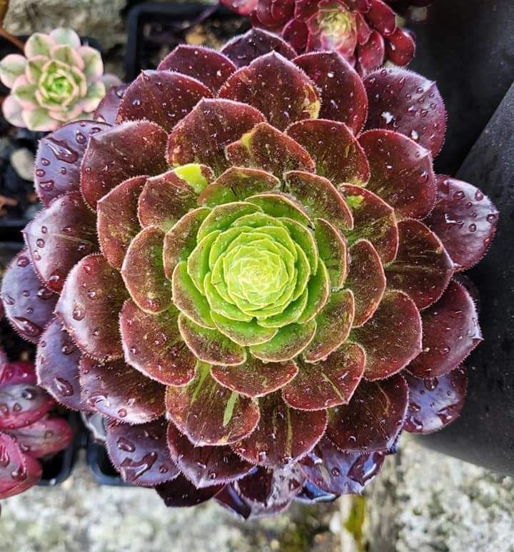 Aeonium 'Fiesta Bigbang'