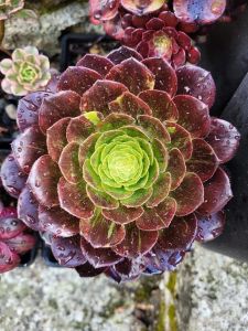 Aeonium 'Fiesta Bigbang'