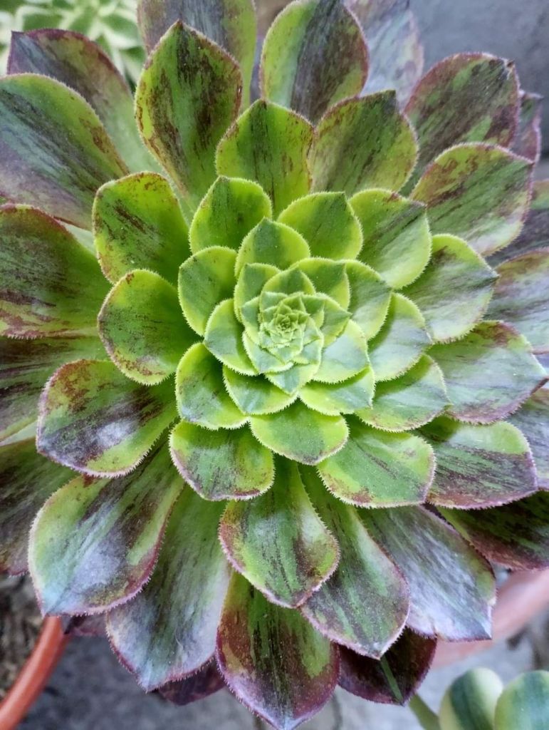 Aeonium Fiesta Bigbang