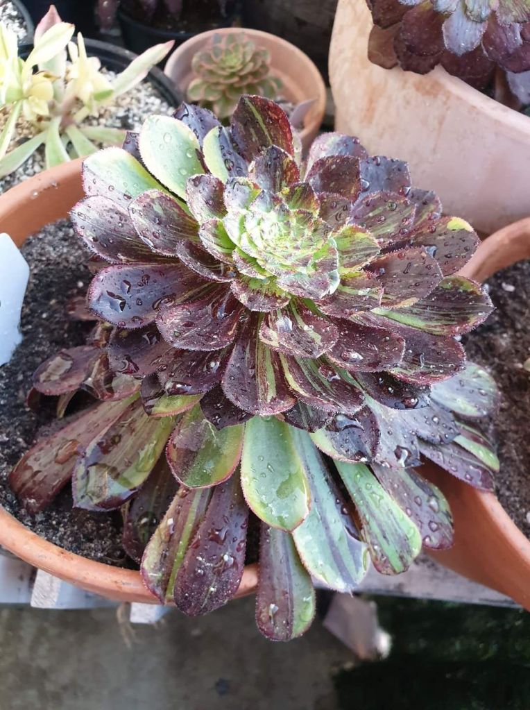 Aeonium Fiesta Bigbang