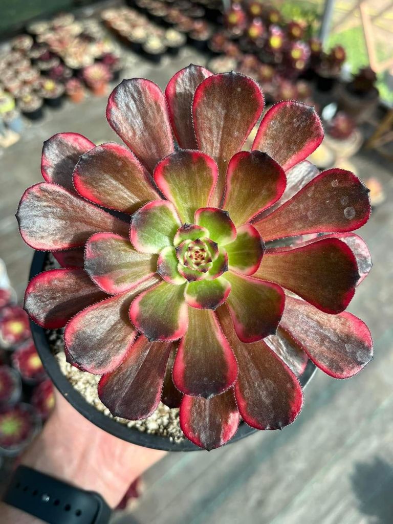 Aeonium Fire Cloud