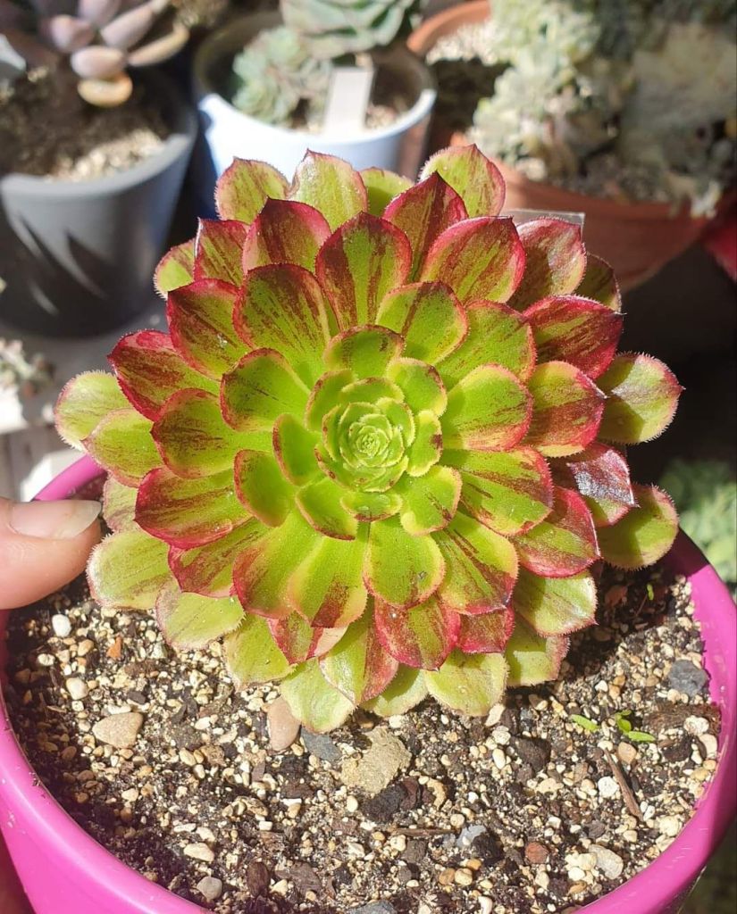 Aeonium Fiesta Bigbang