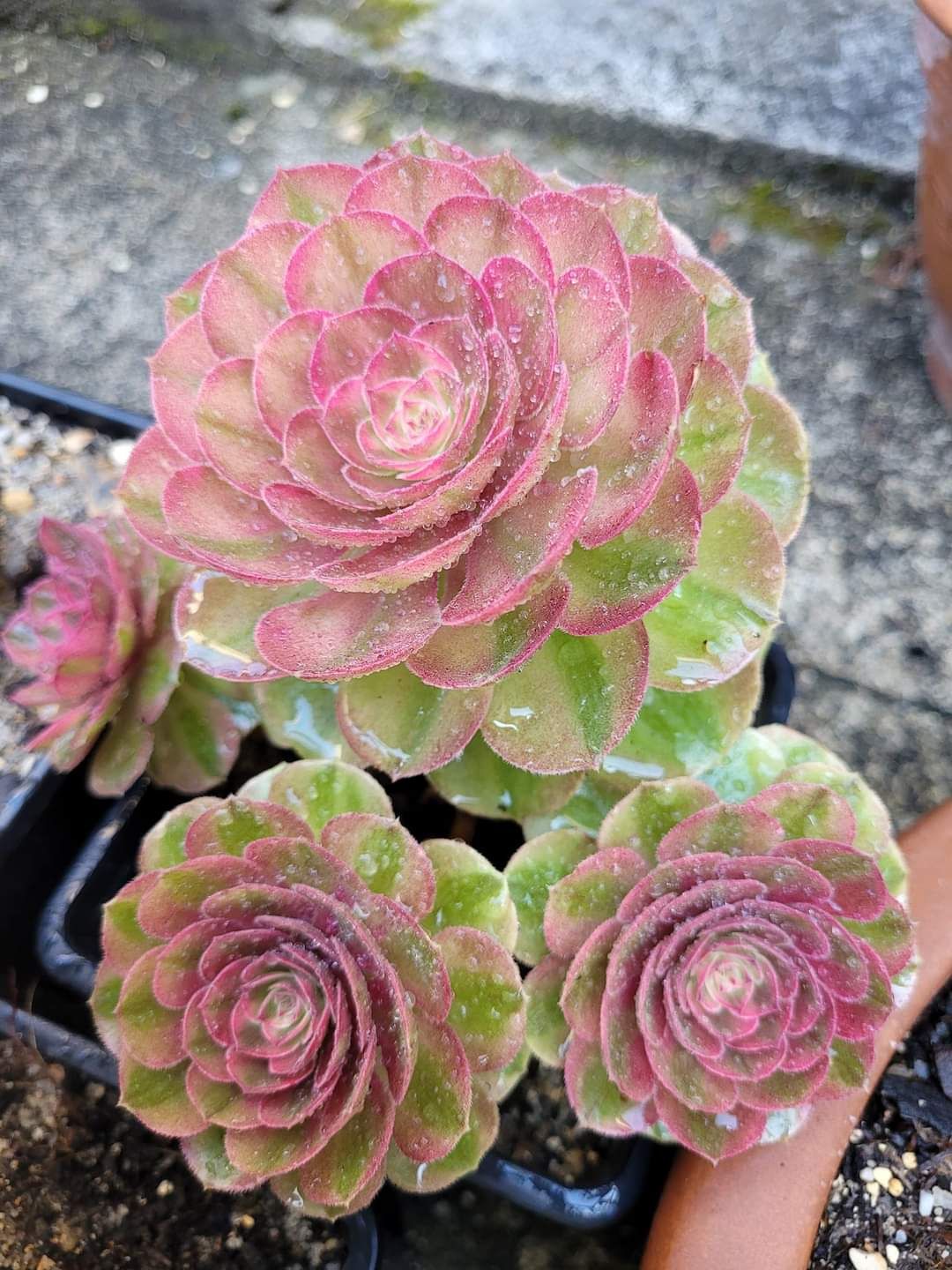 Aeonium Halloween White