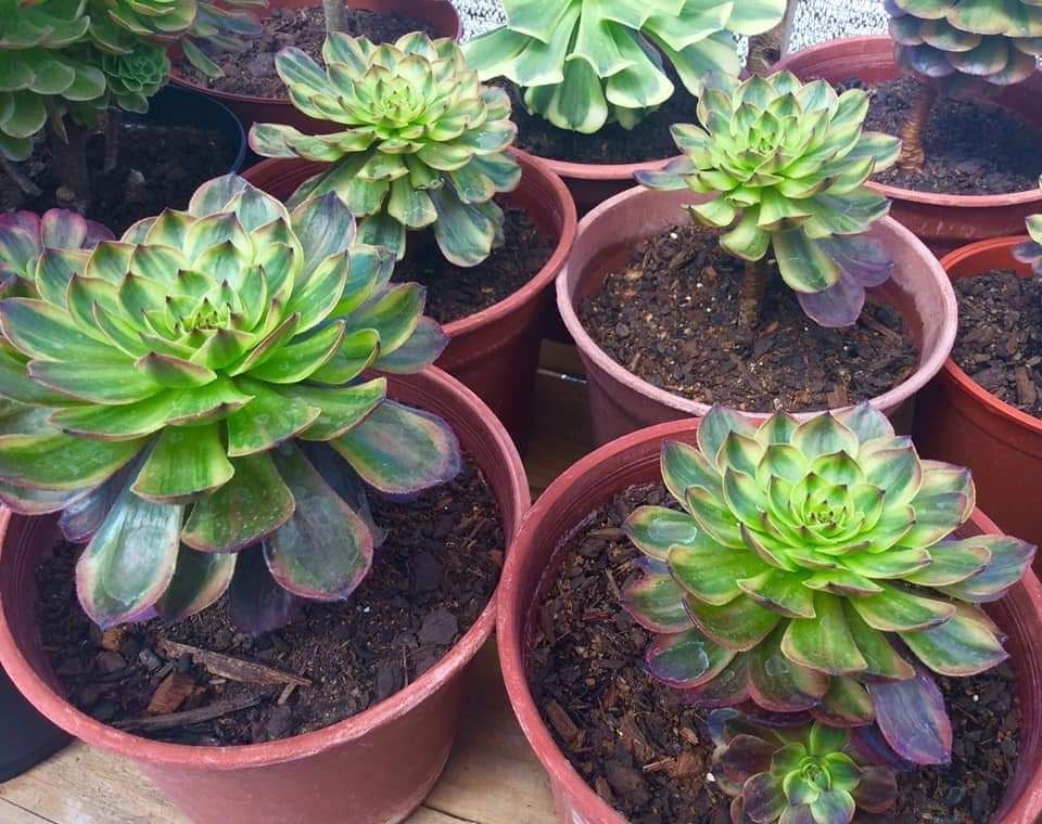 Aeonium Halloween Superbang