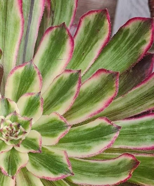 Aeonium History