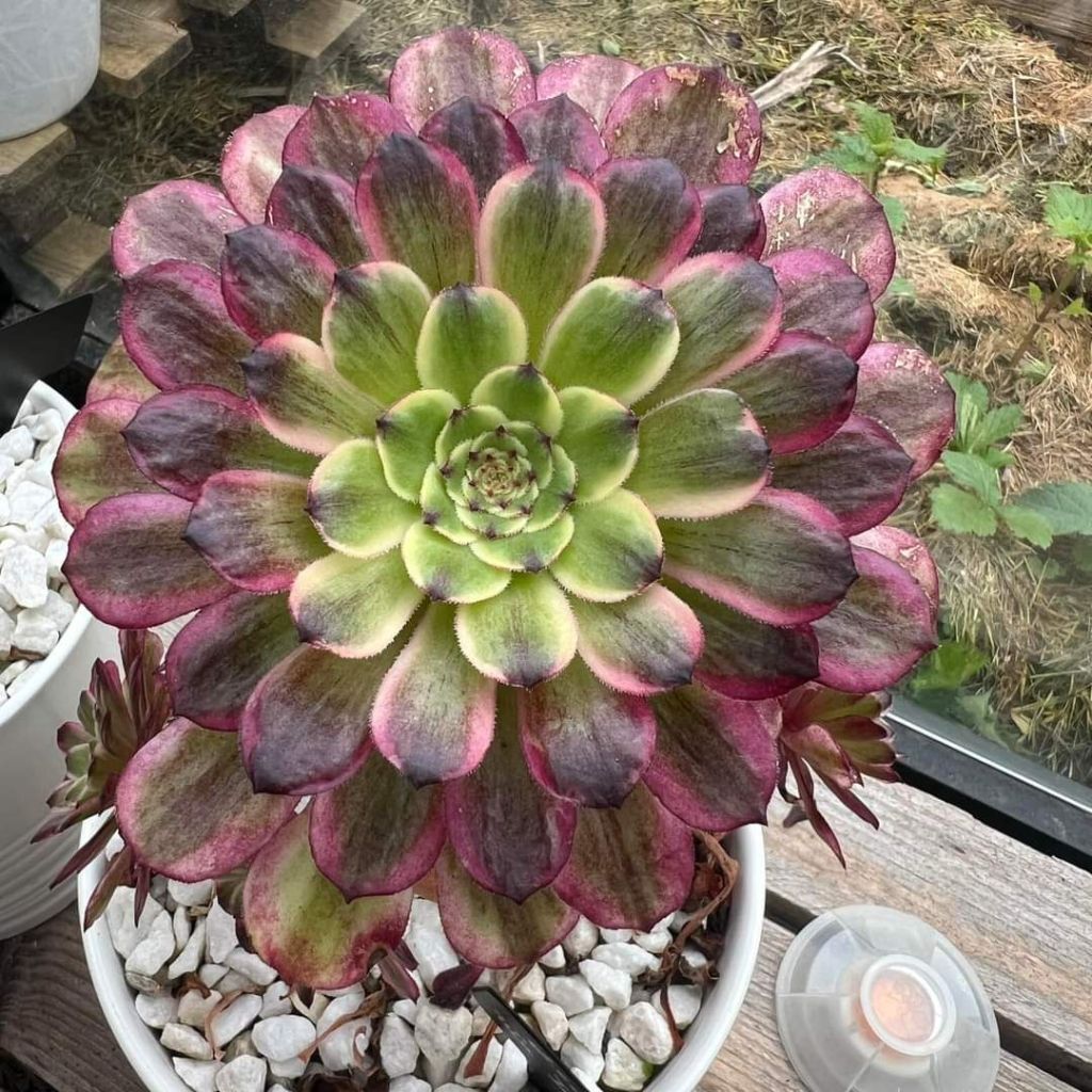 Aeonium Wu Tian Ji