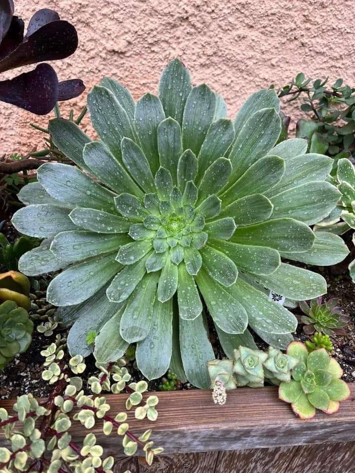 Aeonium Taeyang