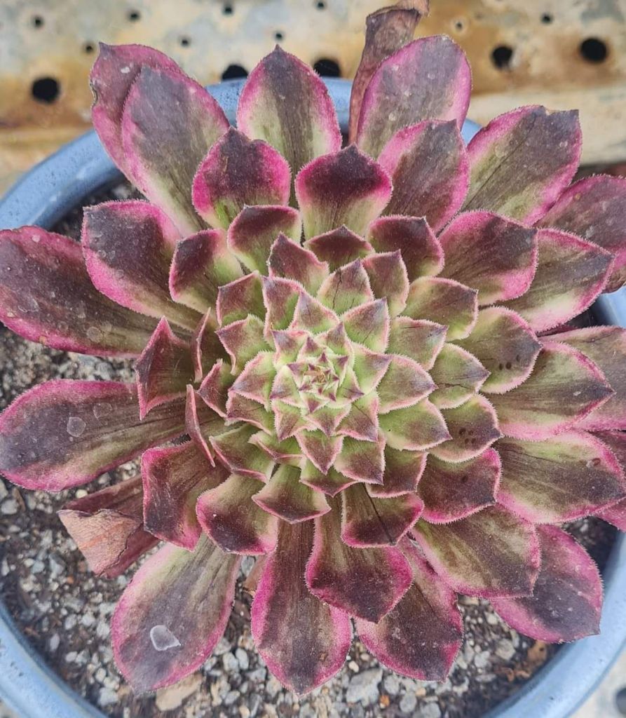 Aeonium History