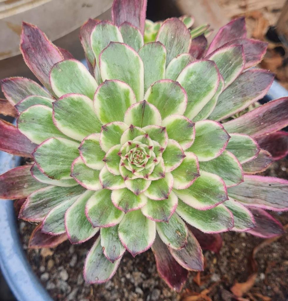 Aeonium History