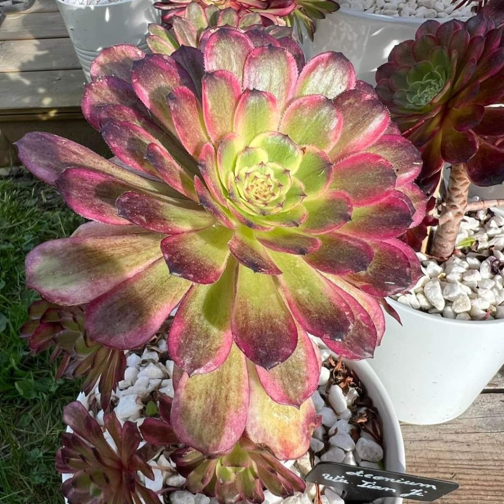 Aeonium Wu Tian Ji