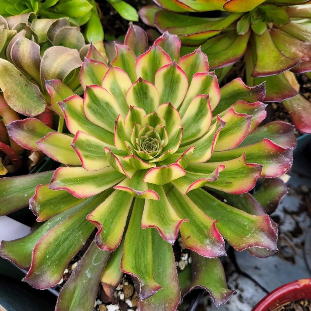 Aeonium Wu Tian Ji
