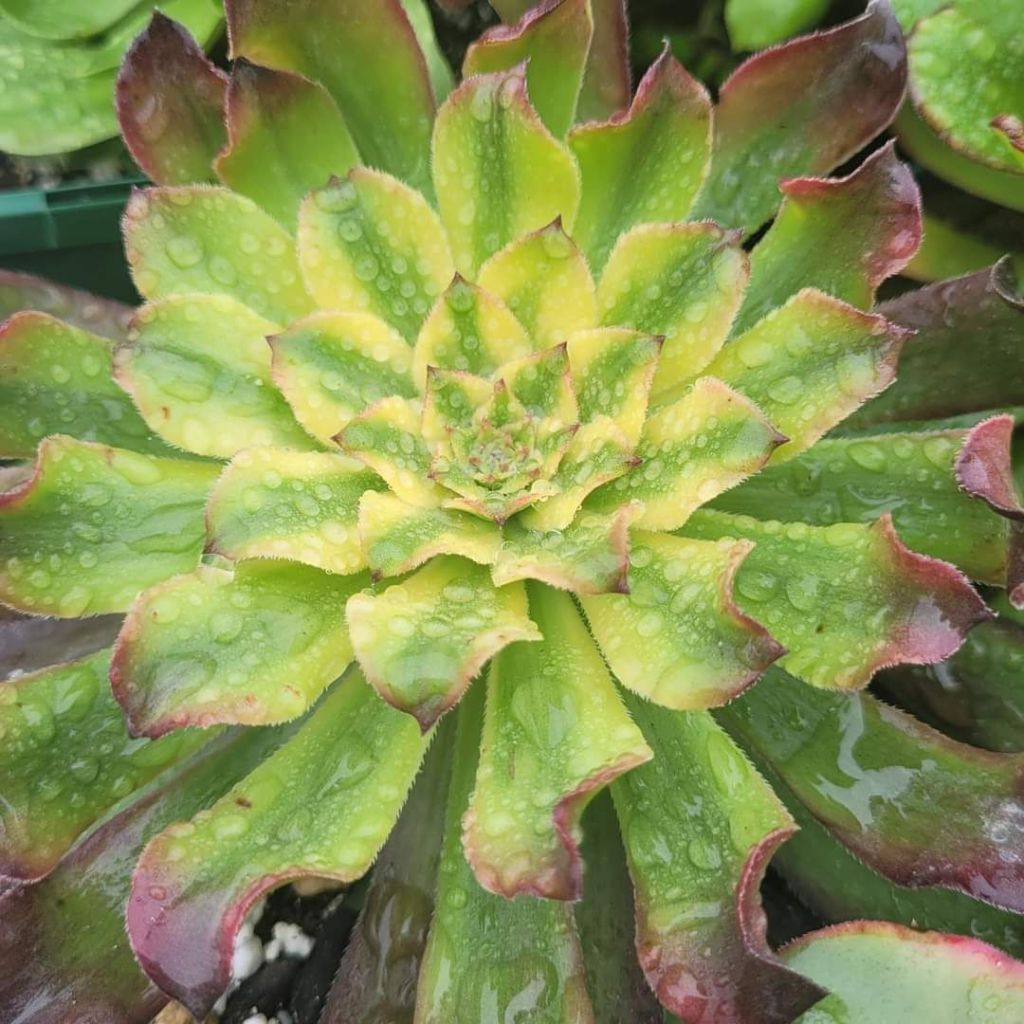 Aeonium Wu Tian Ji