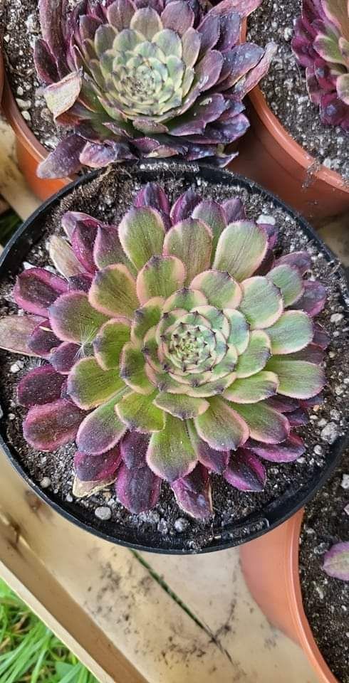 Aeonium Wu Tian Ji