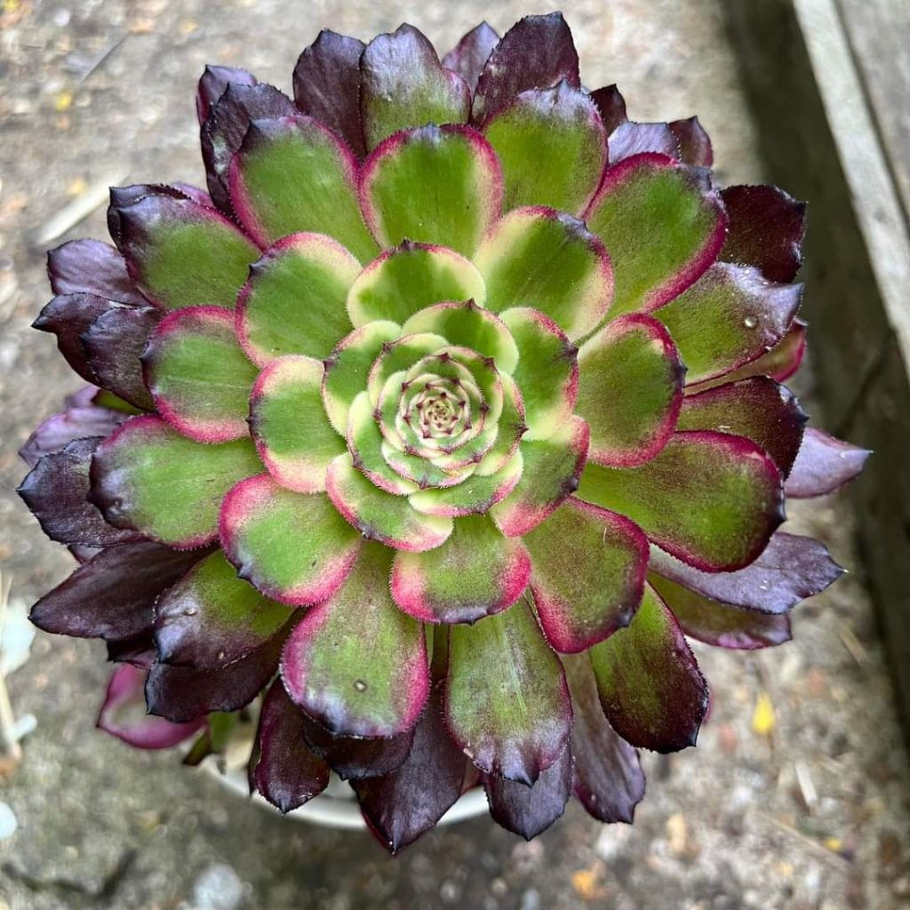 Aeonium Wu Tian Ji