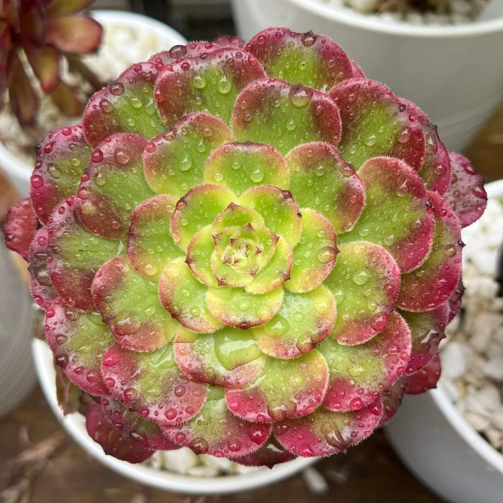 Aeonium Wu Tian Ji