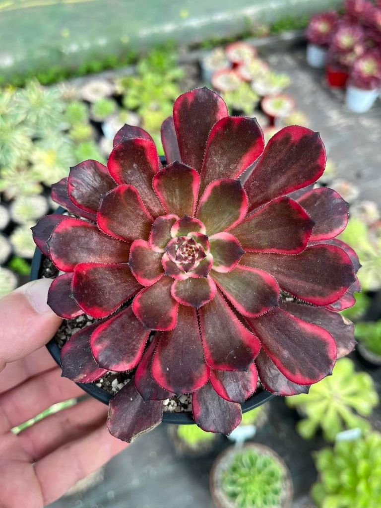 Aeonium Fire Cloud