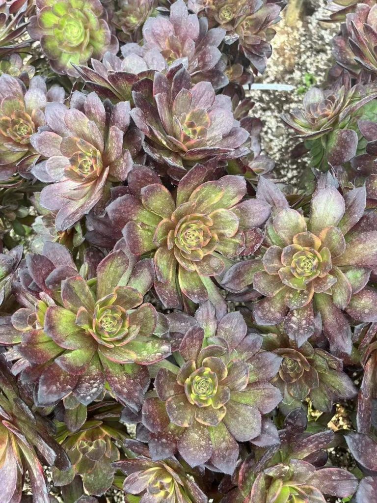 Aeonium Halloween Superbang
