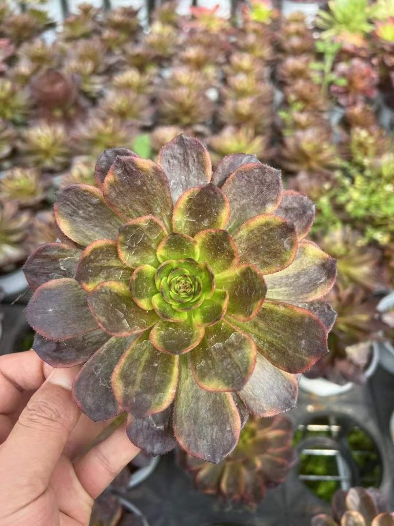 Aeonium Halloween Superbang