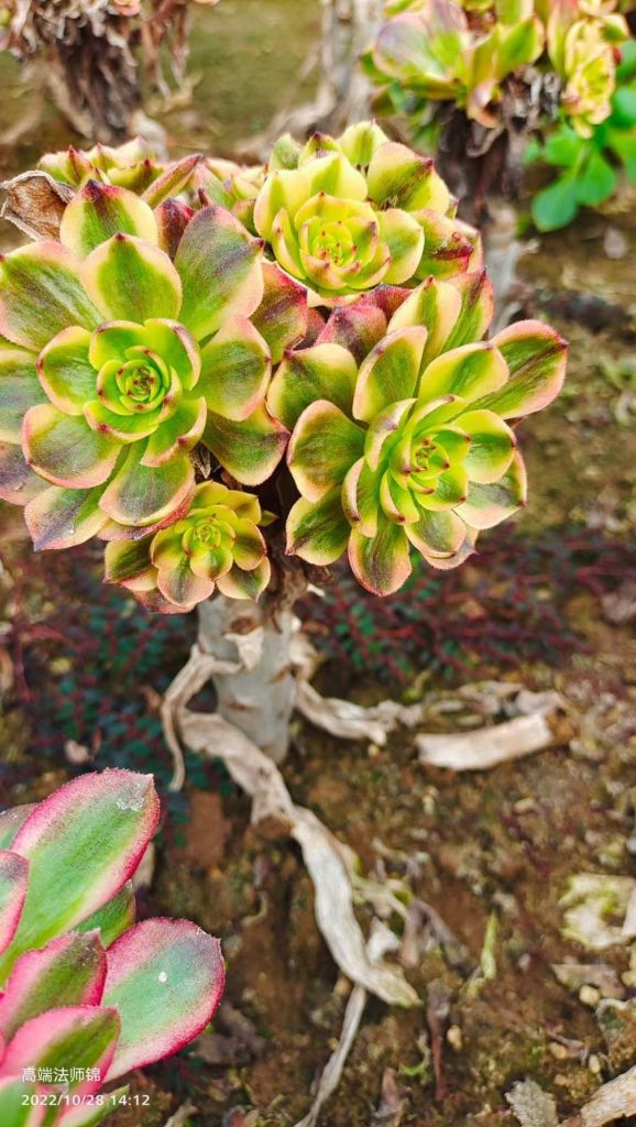 Aeonium Halloween Superbang