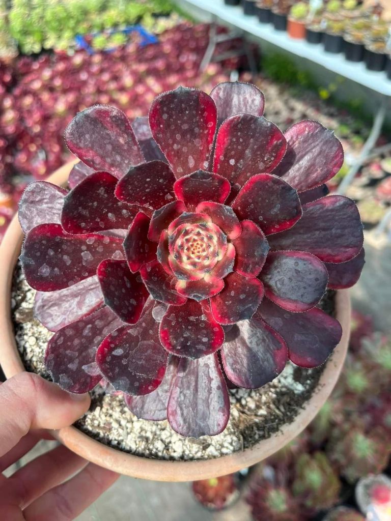 Aeonium Fire Cloud