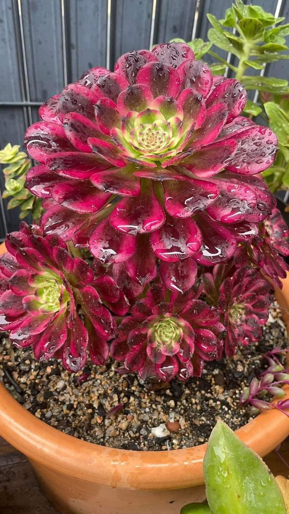 Aeonium Wu Tian Ji