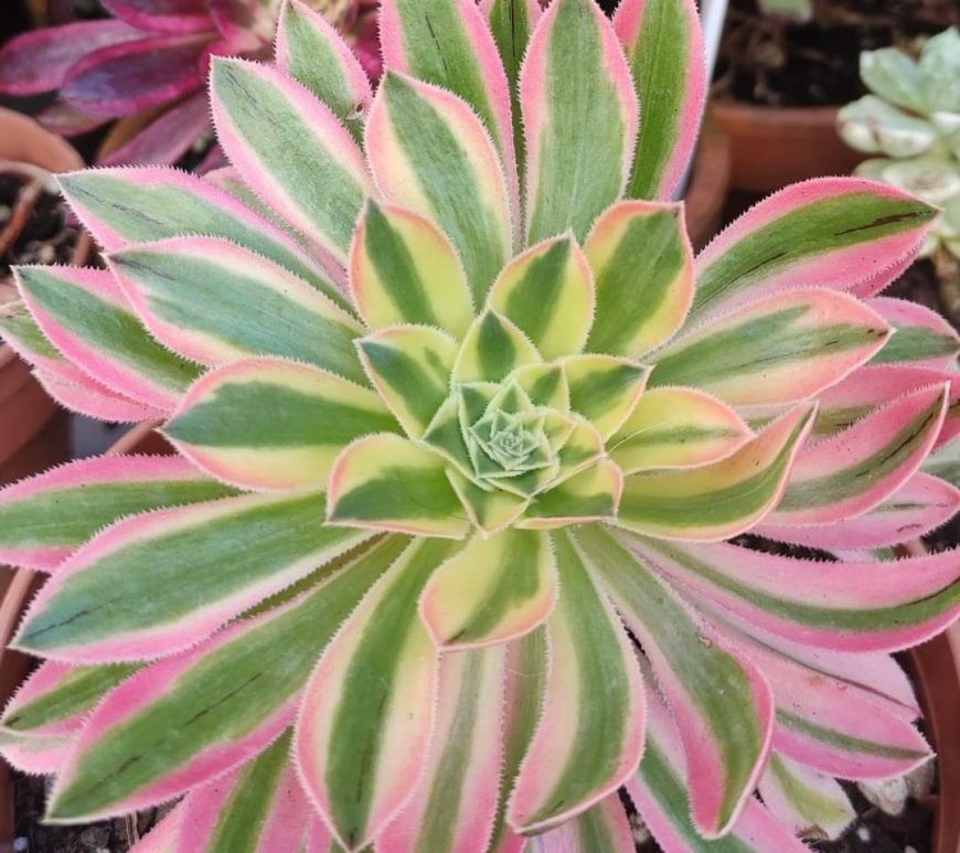 Aeonium 'Starry Sky'