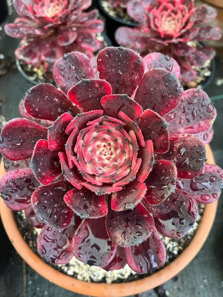 Aeonium Fire Cloud