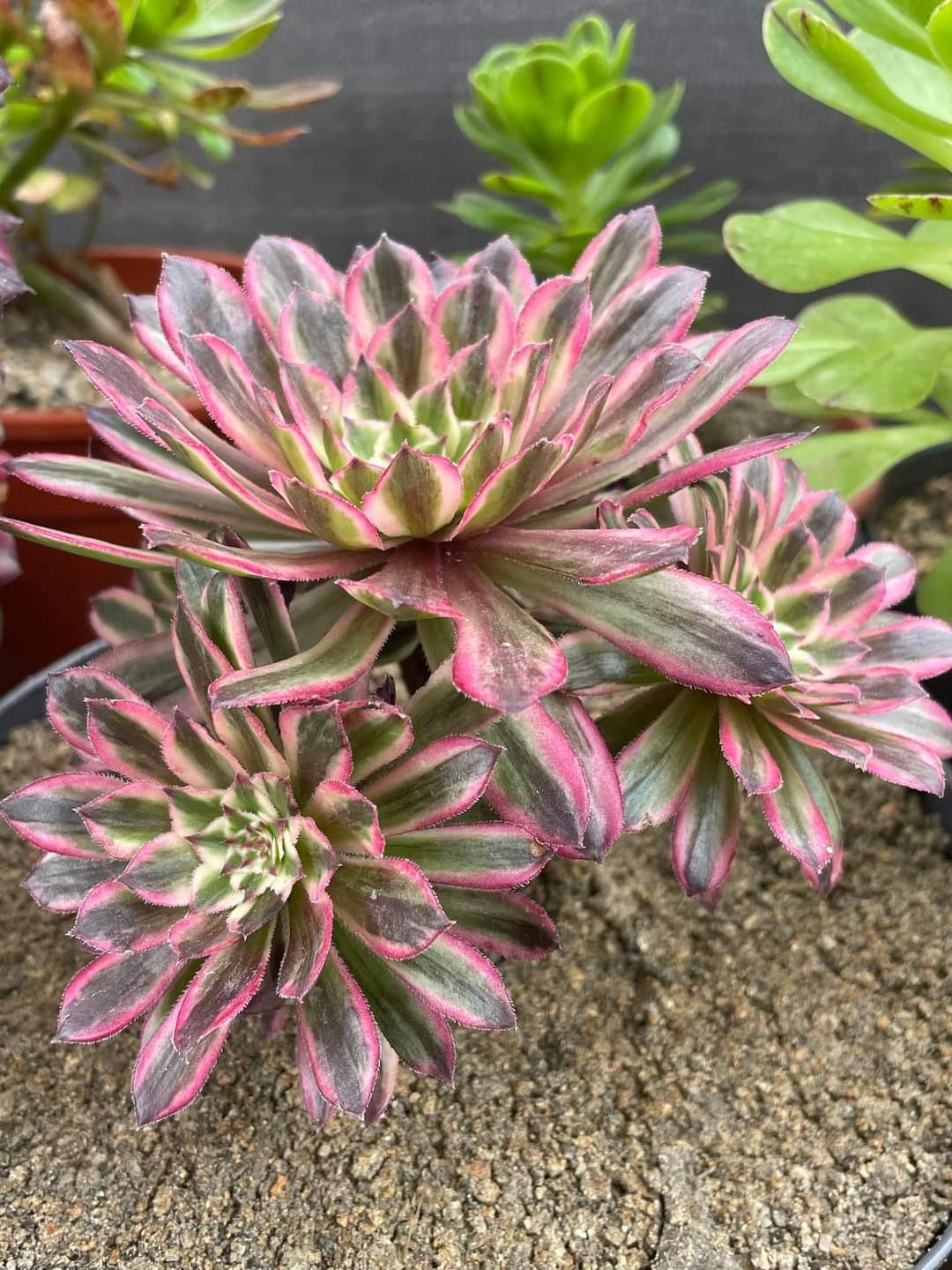 Aeonium &lsquo;Danqing&rsquo;