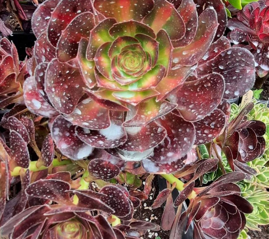 Aeonium Chanel Middle