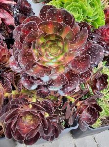 Aeonium Chanel Middle