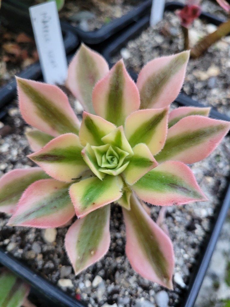 Aeonium Maple Leaf