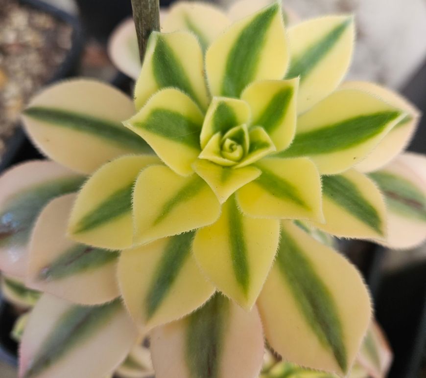 Aeonium Maple Leaf
