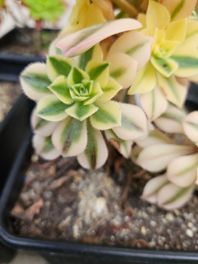 Aeonium Maple Leaf